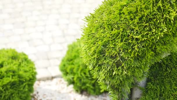 Pequeño jardín frente a la casa, patio delantero. de cerca — Vídeos de Stock