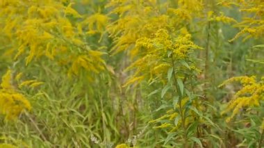 çim alan çiçek, günbatımı ışığı kapat. renkli doğa arka plan