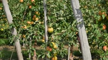 Orchard sarı elma ile elma ağaçlarının