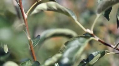 Orchard sarı elma ile elma ağaçlarının