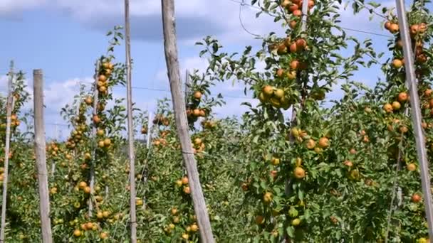 Широкий яблоневый сад — стоковое видео