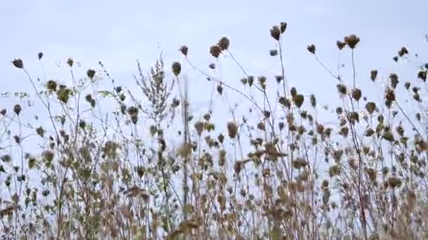 Berayun Reed Rumput di angin di laut dengan langit biru — Stok Video