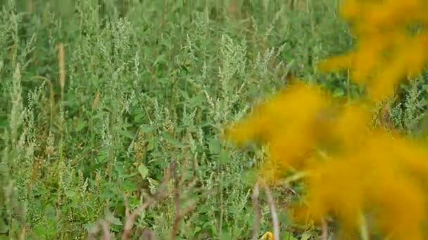 Primer plano de las flores del campo de hierba a la luz del atardecer. fondo colorido naturaleza — Vídeos de Stock