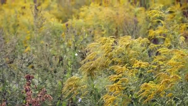 Közelről, fű mező virágok naplemente fény. színes természet háttér — Stock videók