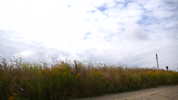 Timelapse met wolken over geel veld beweegt — Stockvideo