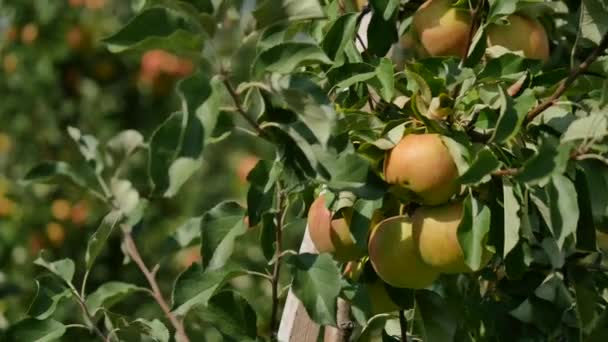 Appelbomen met gele appelen in boomgaard — Stockvideo