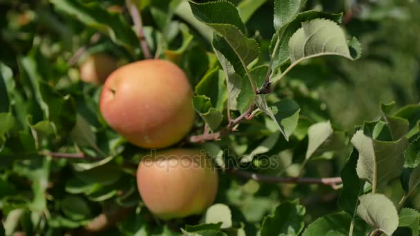 Manzanos con manzanas amarillas en huerto — Vídeos de Stock