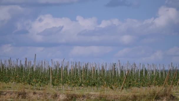 Manzanos con manzanas rojas en huerto — Vídeos de Stock