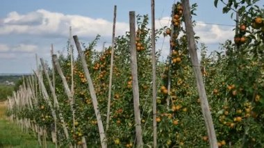 Orchard sarı elma ile elma ağaçlarının