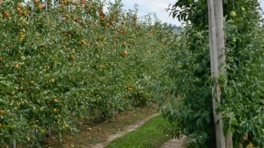 Orchard sarı elma ile elma ağaçlarının
