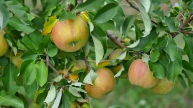Orchard sarı elma ile elma ağaçlarının