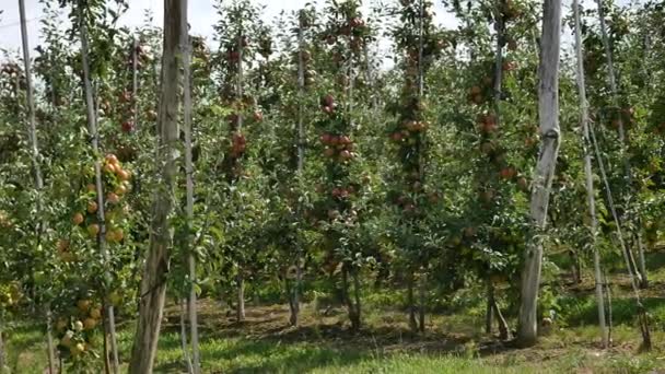 Äppelträd med röda äpplen i orchard — Stockvideo