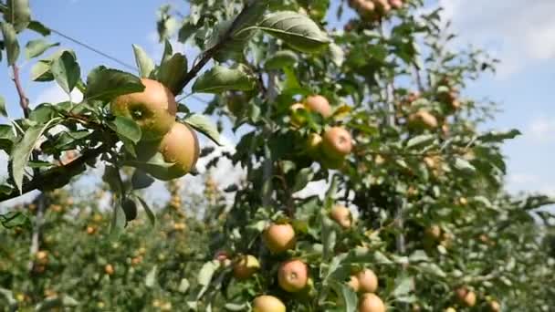 Яблуні з жовтими яблуками в саду — стокове відео