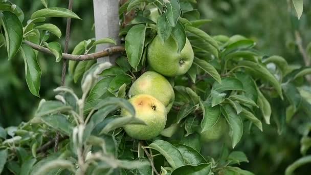 Appelbomen met gele appelen in boomgaard — Stockvideo