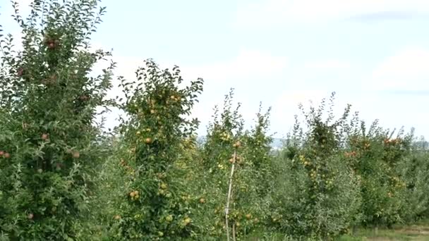 Manzanos con manzanas amarillas en huerto — Vídeo de stock