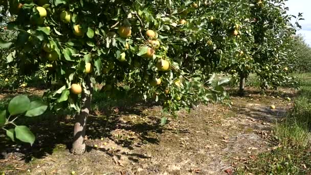 Jabłoni z żółtym jabłka w sadzie — Wideo stockowe