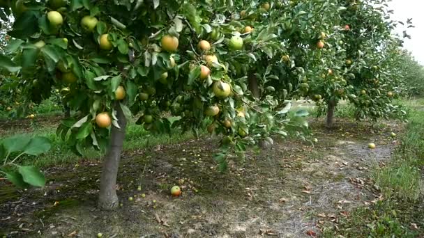 Manzanos con manzanas amarillas en huerto — Vídeo de stock