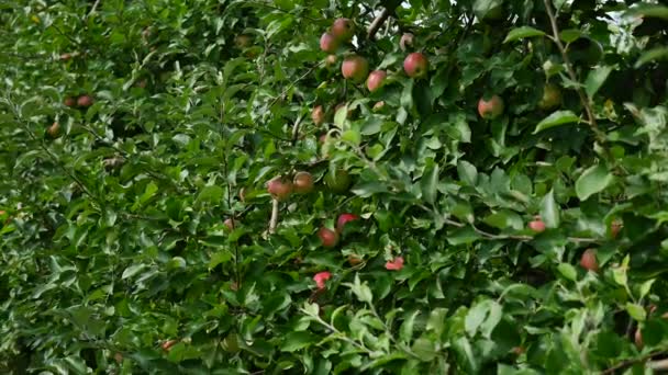 Apfelbäume mit gelben Äpfeln im Obstgarten — Stockvideo