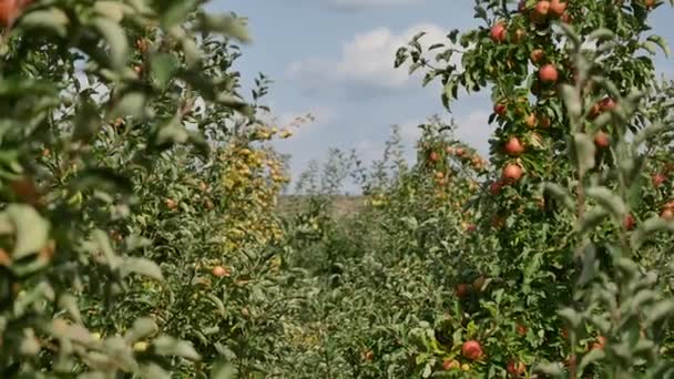 Äppelträd med gula äpplen i orchard — Stockvideo