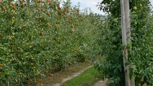 Manzanos con manzanas amarillas en huerto — Vídeo de stock