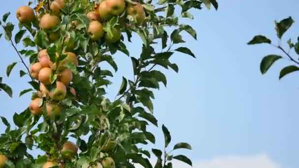 Gula äpplen växer på en gren bland det gröna bladverket mot en blå himmel — Stockvideo