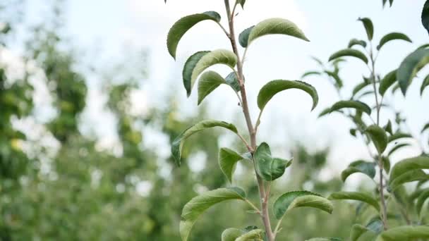 Orchard sarı elma ile elma ağaçlarının — Stok video