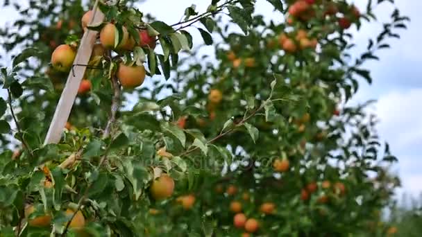 Äppelträd med gula äpplen i orchard — Stockvideo