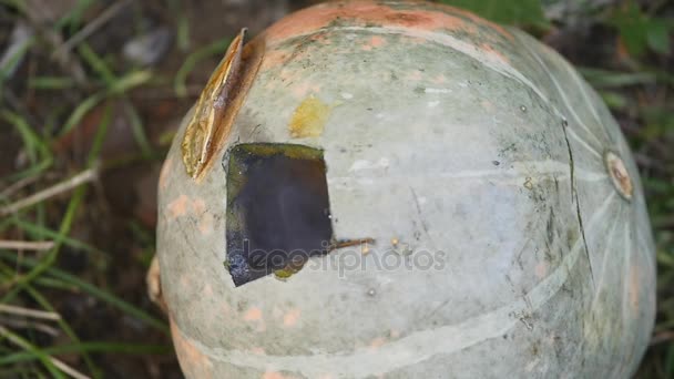 Naranja Calabaza explota violentamente después de ser golpeado por un rifle de alta potencia — Vídeos de Stock