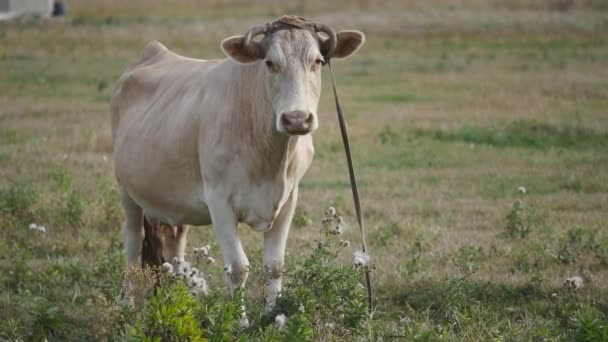 Vaca em um prado — Vídeo de Stock