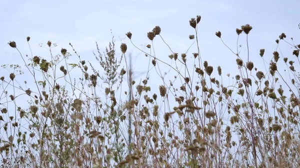 Swinging Reed Grass in the wind at the sea with blue sky — Stock Photo, Image