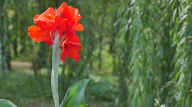 canna çiçek doğa kapatmak kırmızı canna çiçek kadar