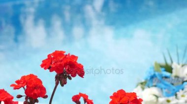 Bloming Begonya kırmızı çiçekli begonia Closeup su arka plan