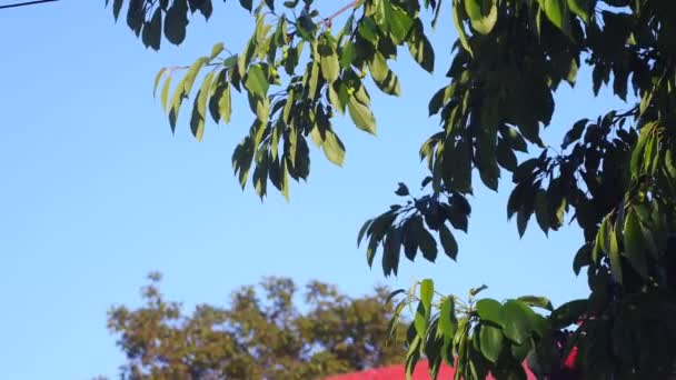 Solen genom grenarna av träden — Stockvideo