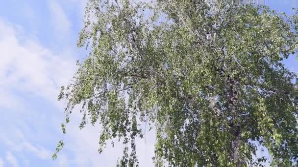 Słońce przez gałęzie drzew — Wideo stockowe