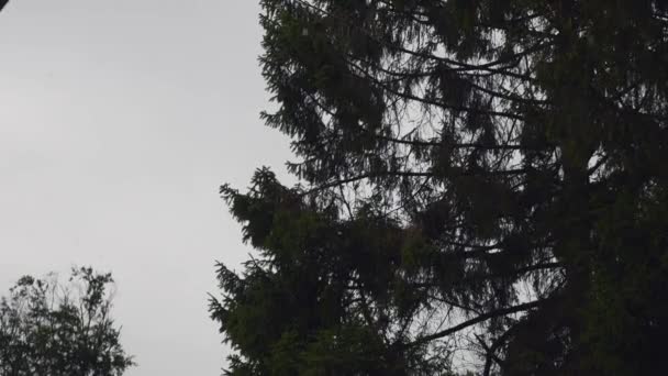 Beaux arbres sur fond de ciel 