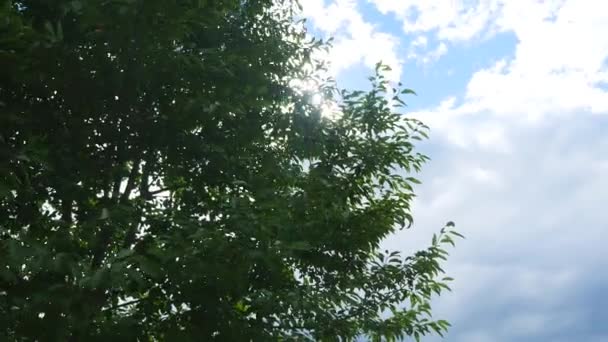 Солнце сквозь ветви деревьев — стоковое видео