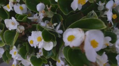 beyaz çiçekler. kamera Döndür