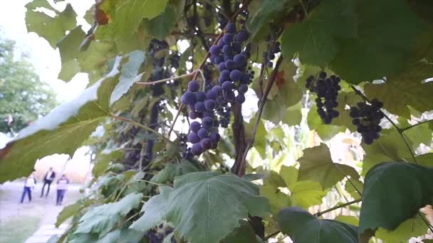 Des grappes de raisins rouges suspendues dans le vignoble. Rangées de pinot noir prêtes à être cueillies dans le vignoble au lever du soleil — Video