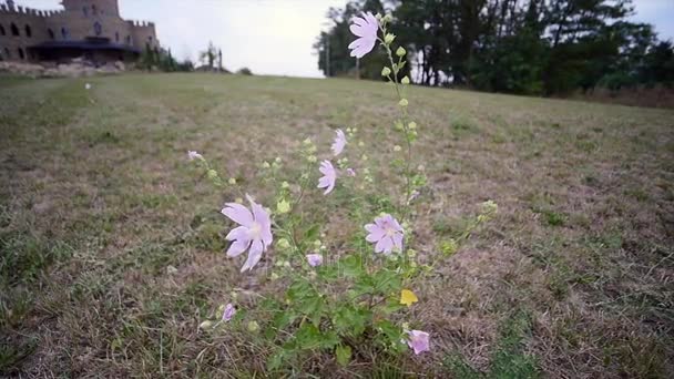 Kosmeya sprouting near a baroque castle — Stock Video