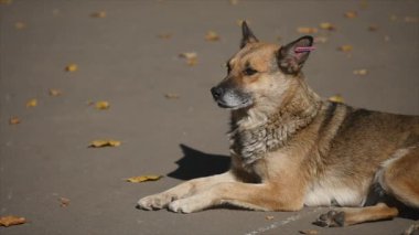 Sonbahar parkındaki köpek.