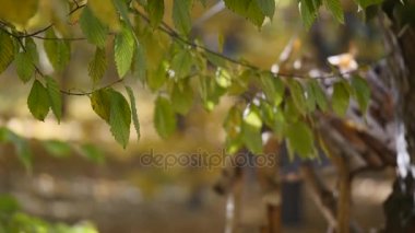 sonbahar ormanda shinning güneş vurdu