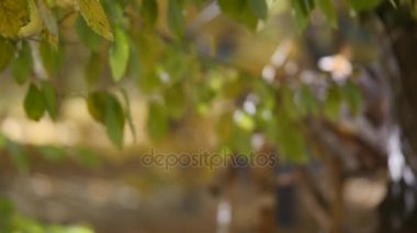 sonbahar ormanda shinning güneş vurdu