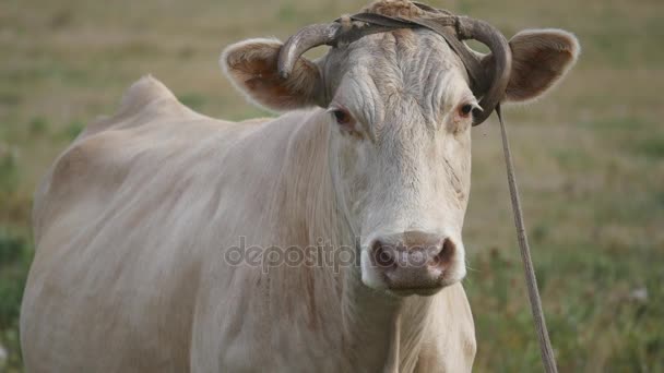 Vaca em um prado — Vídeo de Stock