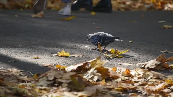 Pájaro en el parque de otoño, paloma alrededor de las hojas caídas amarillo otoño — Vídeos de Stock