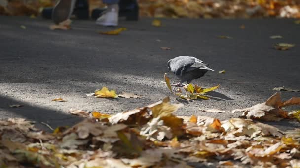 秋の公園、ピジョン落ちた秋黄色の周りで鳥の葉します。 — ストック動画