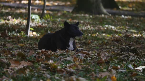 Pes v podzimním parku — Stock video