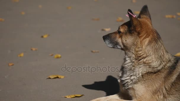 Sonbahar parkındaki köpek. — Stok video