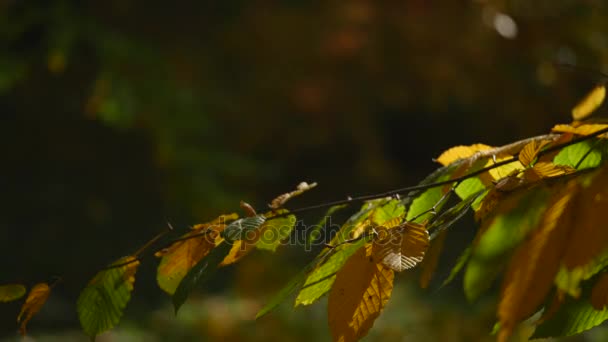 Schot van zon shinning in herfst bos — Stockvideo