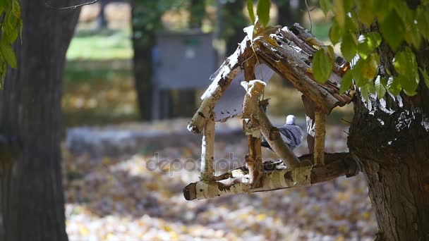 Abreuvoir sur l'arbre — Video