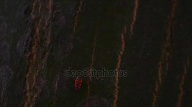 sonbahar park arka plan ağaç gövdesinde. seçici odak. yakın çekim